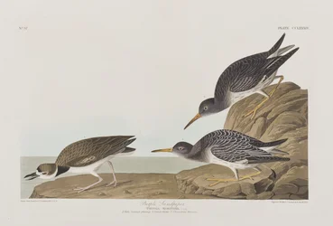 Illustration fra "Birds of America