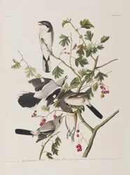 Illustration fra 