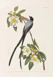 Illustration fra 