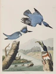 Illustration fra 