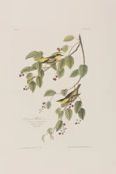 Illustration fra 