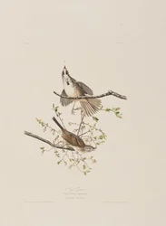 Illustration fra 