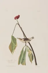 Illustration fra 