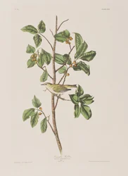 Illustration fra 