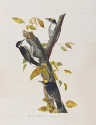 Illustration fra 