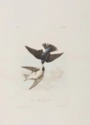 Illustration fra 
