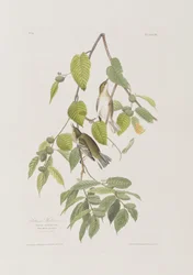 Illustration fra 