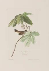 Illustration fra 