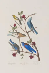 Illustration fra 