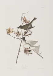 Illustration fra 