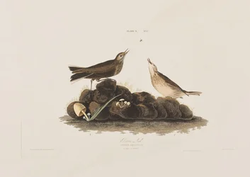 Illustration fra 