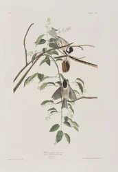 Illustration fra 