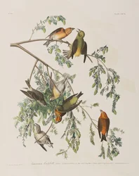 Illustration fra 