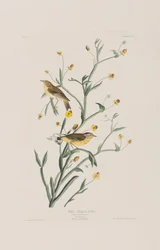 Illustration fra 