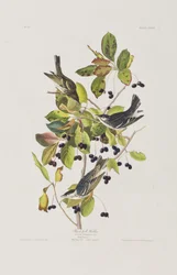 Illustration fra 