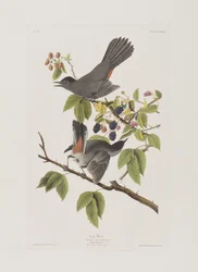 Illustration fra 