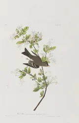 Illustration fra 
