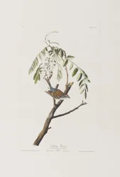 Illustration fra 