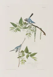 Illustration fra 