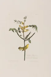 Illustration fra 