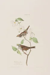 Illustration fra 