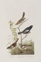 Illustration fra 