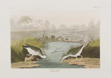 Illustration fra 