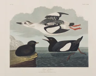 Illustration fra 