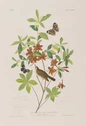 Illustration fra 
