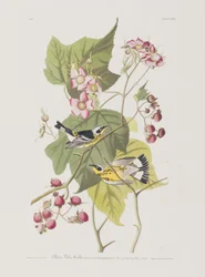 Illustration fra 