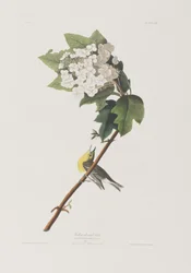Illustration fra 