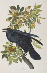 Illustration fra 