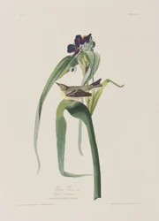 Illustration fra 