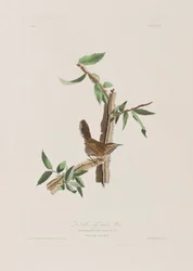 Illustration fra 