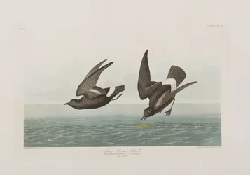 Illustration fra 