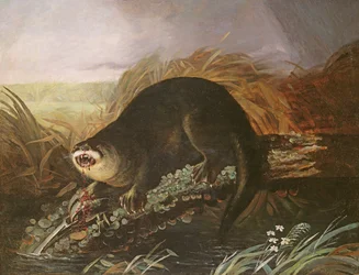 Otter fanget i en fælde