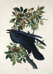 Ravn fra *Birds of America* (1827)