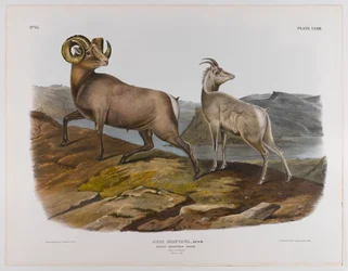 Rocky Mountain får, 1845