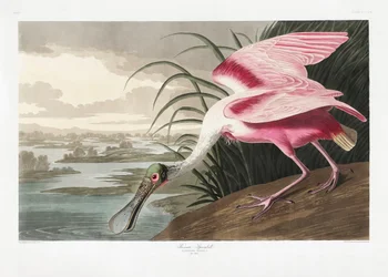 Rosenfarvet skestork fra *Birds of America* (1827)