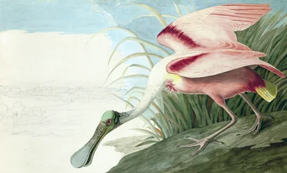 Roseate Spoonbill, Platalea Ajaja, fra "The Birds of America" af John J. Audubon, pub. 1827-38