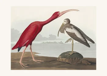 Rød ibis fra *Birds of America* (1827)