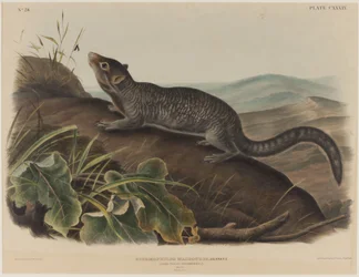 Spermophilus Macrourus (langhalet jordegern)