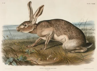 Texansk hare (Lepus Texianus), 1848