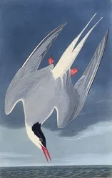 Den arktiske tern. Fra The Birds of America, 1827-1838.