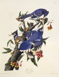 Den blå jay. Fra The Birds of America, 1827-1838.