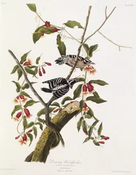 Den dunede spætte. Fra The Birds of America, 1827-1838.