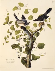 Tøjsnuden. Fra The Birds of America, 1827-1838.