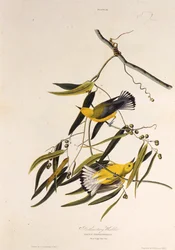 Den protonotære sangfugl. Fra The Birds of America, 1827-1838.