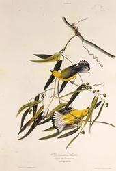 Den protonotære sangfugl. Fra The Birds of America, 1827-1838.