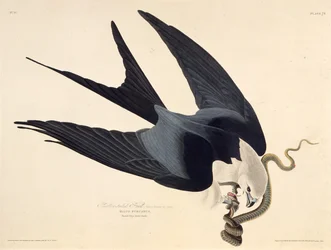 Svalehaledragen. Fra Amerikas fugle, 1827-1838.